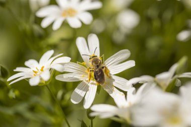Bahar otlağının makro detayları daha büyük starwort veya Stellaria holostea sarı anterli beyaz çiçekler ve bal arısı polenleri topluyor
