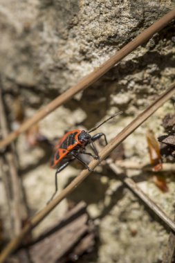 Kundakçının makro görüntüsü veya Pyrrhocoris apterus ilkbaharda doğal orman habitatında; siyah ve kırmızı böcek