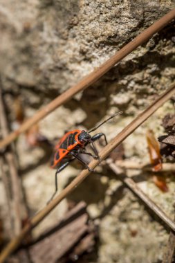 Macro image of firebug or Pyrrhocoris apterus in its natural forest habitat in spring; black and red beetle clipart