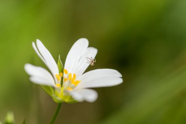 Macro detail of the springtime meadow greater starwort or Rabelera holostea white flowers with yellow anthers and tiny spider on its petals with copy space clipart