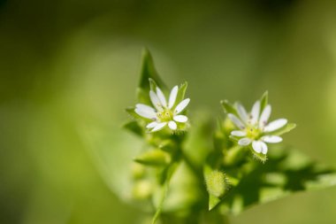 İlkbahar çayır civciv ya da Stellaria medya çiçeklerinin kopyalama alanı içeren makro ayrıntıları