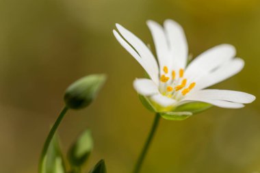 İlkbahar çayır katkı maddesinin makro ayrıntıları veya kopyalama alanı olan Rabelera holostea beyaz çiçekleri