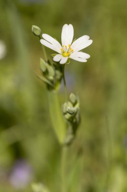 Detail of the spring meadow stitchwort or Stellaria holostea white flowers with yellow anthers and bunch of buds with copy space clipart