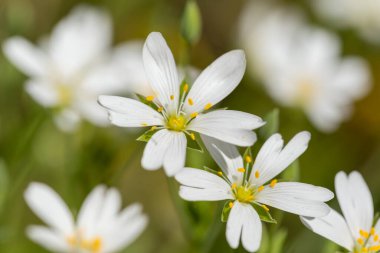 Bahar otlağının makro ayrıntıları dikişotu ya da sarı anterli Hollaria beyaz çiçekleri.