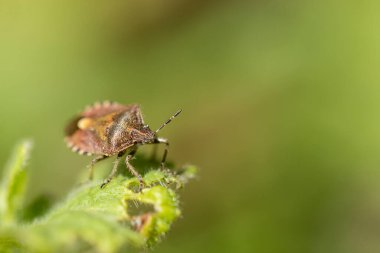 Orman böceğinin ya da kırmızı bacaklı kalkan böceğinin makro görüntüsü - Pentatomidae familyasındaki kalkan böcek türü, Avrupa 'nın çoğunda yaygın olarak çayır yaprakları özsuyuyla beslenir.