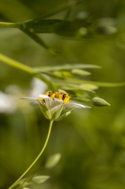 Macro detail of honey bee collecting pollen on spring meadow flowers, Stellaria holostea or greater starwort white flowers with yellow anthers clipart