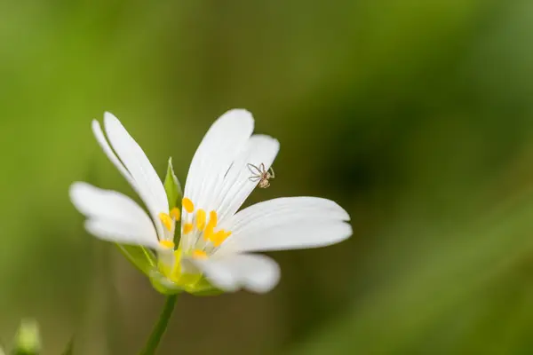 Makro Szczegół Łąki Wiosną Większy Starwort Lub Rabelera Holostea Białe — Zdjęcie stockowe