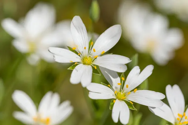 Macro Detalle Pradera Primaveral Stellaria Holostea Flores Blancas Con Anteras —  Fotos de Stock