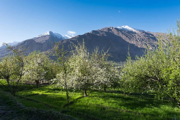 Güzel beyaz çiçek ağaç bahar sezonu Kuzey Pakistan