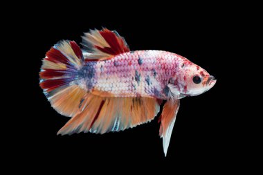 mavi Siyam mücadele balık (betta splendens) siyah arka planda (süslü Halfmoon Plakat, nemo izole Close-up)