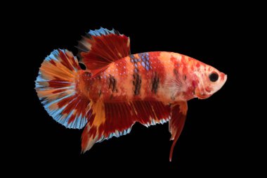 mavi Siyam mücadele balık (betta splendens) siyah arka planda (süslü Halfmoon Plakat, nemo izole Close-up)