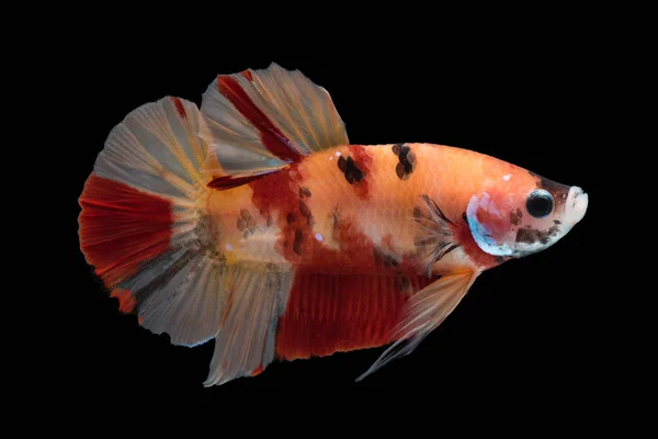 Plakat 싸우는 물고기 Betta Splendens 클로즈업 — 스톡 사진
