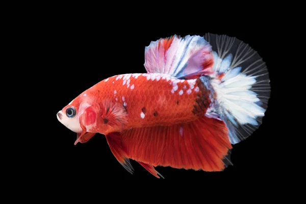 Κοντινό Πλάνο Του Μπλε Siamese Μάχη Ψάρι Betta Splendens Απομονωμένα — Φωτογραφία Αρχείου