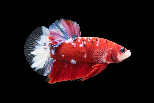 Κοντινό Πλάνο Του Μπλε Siamese Μάχη Ψάρι Betta Splendens Απομονωμένα — Φωτογραφία Αρχείου