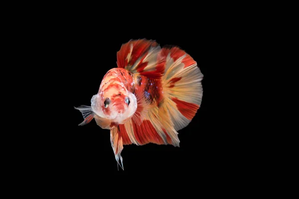 Close Peixes Combate Siameses Azuis Betta Splendens Isolados Fundo Preto — Fotografia de Stock