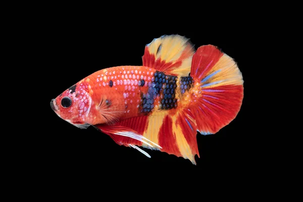 Κοντινό Πλάνο Του Μπλε Siamese Μάχη Ψάρι Betta Splendens Απομονωμένα — Φωτογραφία Αρχείου