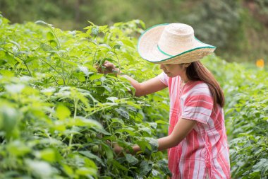 Domates tarlasında çalışan genç Asyalı kadın, sebze bahçesi.