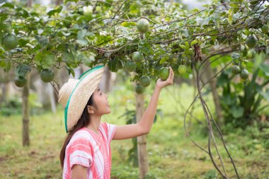 Bahçede tutku meyvesi toplayan genç Asyalı kadın.