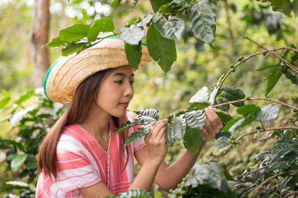 Young Asian Woman Working Coffee Plantation — Stock Photo, Image