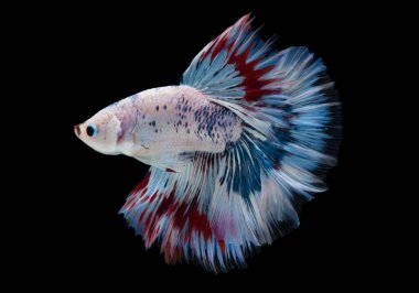 Beyaz Siyam mücadele balık (betta splendens) siyah arka planda (süslü Halfmoon izole Close-Up)