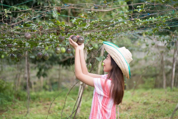 Young Asian Woman Picking Passion Fruit Garden — Stock Photo, Image