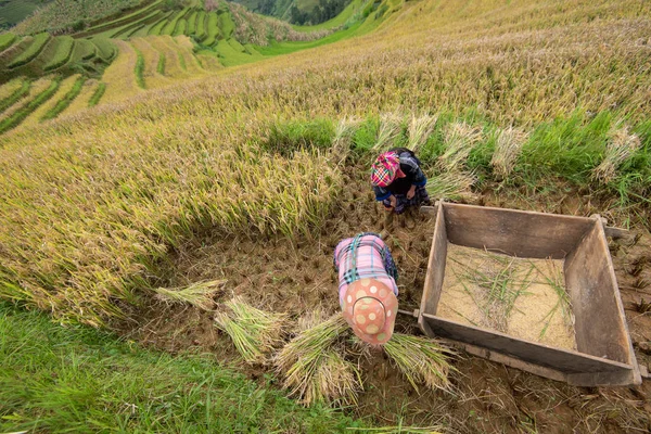 Yen Bai, Vietnam - 14 září 2016: Atrakce H'Mong ženy jsou harvesti — Stock fotografie