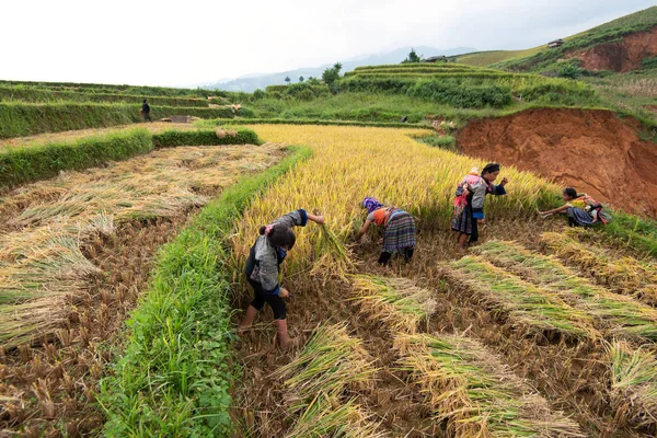 Yen Bai, Vietnam - 17 září 2016: Atrakce H'Mong ženy jsou harvesti — Stock fotografie