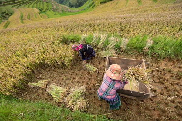 YEN BAI, VIETNAM - September 14, 2016: H'Mong women are harvesti — Stock Photo, Image