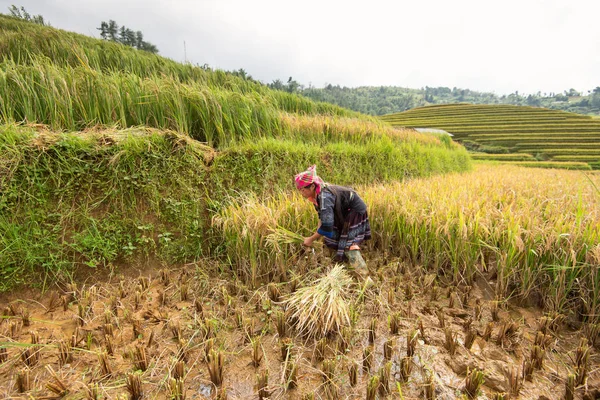 YEN BAI, VIETNAM - September 14, 2016: Farmers are harvesting by — Stock Photo, Image