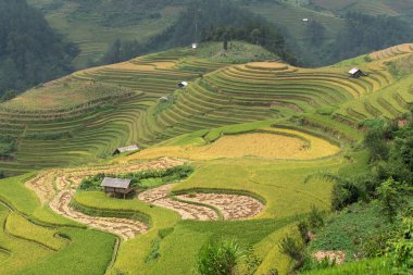 Güzel manzara pirinç tarlaları üzerinde Mu Cang Chai teraslı