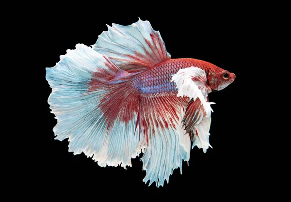 Hermosa oreja grande betta splendens aislado sobre fondo negro — Foto de Stock