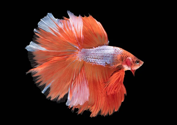 Hermoso rojo betta splendens aislado en negro fondo — Foto de Stock