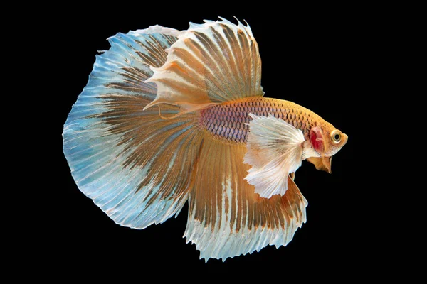 Bela grande orelha betta splendens isolado no fundo preto — Fotografia de Stock