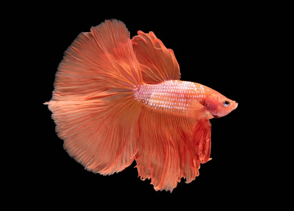 Prachtige oranje Betta splendens geïsoleerd op zwarte achtergrond — Stockfoto