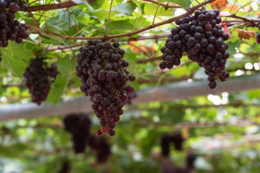 Hasat öncesi bahçede taze kırmızı üzüm