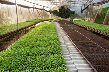 Küçük fidan veya salata sebze tarımı sera cultiva