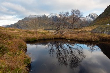 Lofoten adalarında küçük bir göletağaç yansıması, Norveç