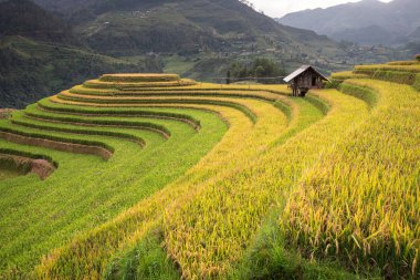 Güzel manzara pirinç tarlaları üzerinde Mu Cang Chai teraslı