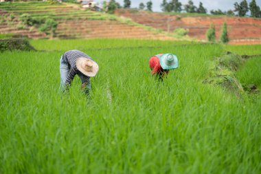 Çiftçiler yeşil pirinç tarlasında çalışıyor 