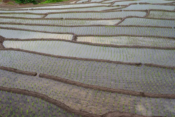 Schöne Reisfelder Auf Terrassen Von Ban Bong Piang Der Pflanzsaison — Stockfoto
