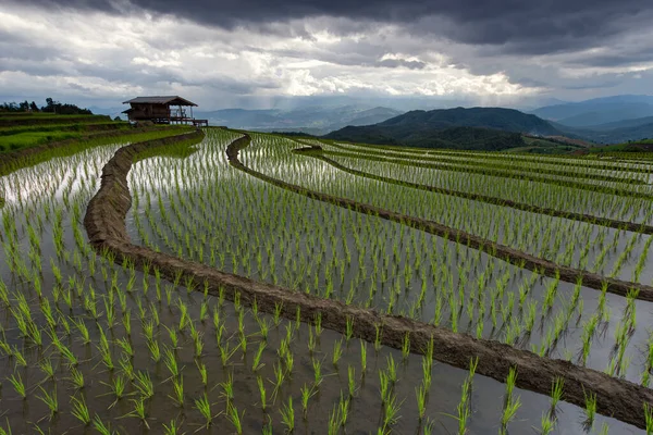 Beautiful Landscape Rice Fields Terraced Ban Bong Piang Planting Season — Stock Photo, Image