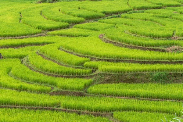 Grüne Reisfelder Auf Terrassen Von Mea Noi Mae Hong Son — Stockfoto