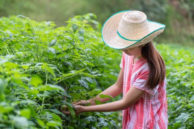 Domates tarlasında çalışan genç Asyalı kadın, sebze bahçesi.