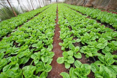 Taze yeşil romaine ya da serada yetişen marul yüzünden.