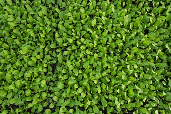 Small Seedlings Lettuce Growing Cultivation Tray — Stock Photo, Image