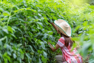 Domates tarlasında çalışan genç Asyalı kadın, sebze bahçesi.