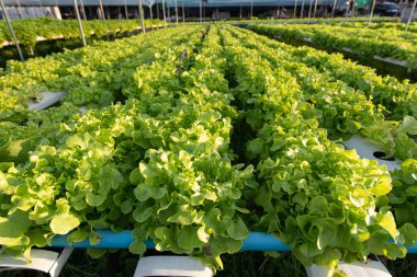 Sebze bahçesinde yetişen taze yeşil meşe marulu.