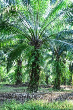 Ekinlikte bir sıra yağ palmiyesi (elaeis guineensis))