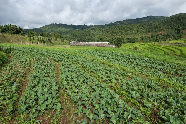 Fresh Green Organic Chinese Kale Growing Vegetable Garden — Stock Photo, Image