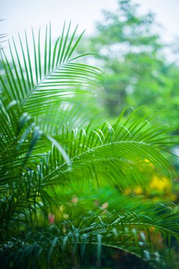 Arka plan, güzel koyu ağaç dal fotoğraf yağmur sonra palmiye yaprakları